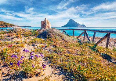 Arka planda Tavolara adası olan Porto Taverna sahilinde çiçek açan pembe çiçekler. Sardunya adası, İtalya, Avrupa 'nın parlak sabah manzarası. Güneşli Akdeniz manzarası. 