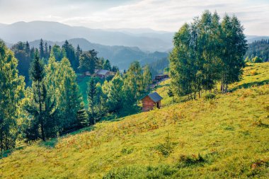 Dağ vadisinin taze yeşil manzarası. Karpatlar 'ın yaz manzarası, Snidavka köyü, Ukrayna, Avrupa. Kırsal konseptin güzelliği