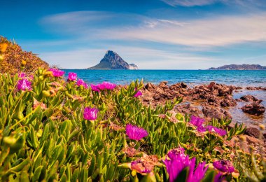 Deniz kıyısında çiçek açan pembe çiçekler. Porto Taverna sahilinden Tavolara adasının parlak yaz manzarası. Sardunya adası, İtalya, Avrupa 'nın muhteşem sabah manzarası. İnanılmaz Akdeniz manzarası. 