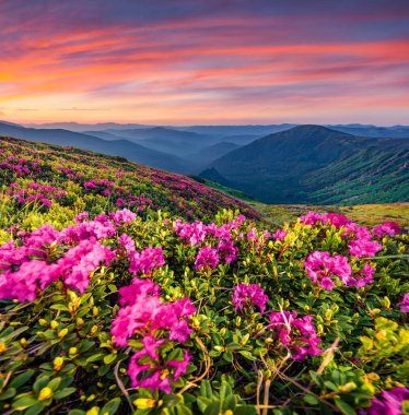 Karpatlar tepelerinde çiçek açan pembe rhododendron çiçekleri. Karpatlar 'da yaz günbatımında arka planda Homula Dağı, Ukrayna, Avrupa. Doğa konseptinin güzelliği