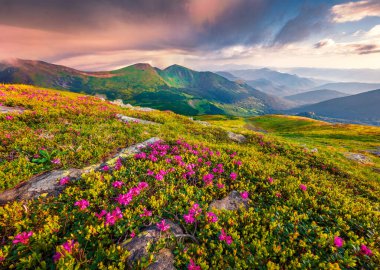 Arka planda Dantsizh zirvesi olan Chornogora dağ sırasının çarpıcı yaz manzarası. Karpatya tepelerinde çiçek açan pembe rhododendron çiçekleri. Doğa konseptinin güzelliği.