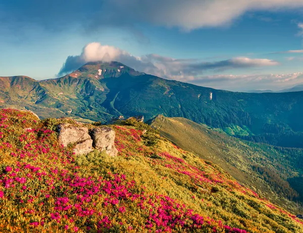 シャクナゲの花のフィールドの信じられないほどの夏のビュー ウクライナ ヨーロッパでカルパチア山脈の素晴らしい朝のシーン 風景写真 ロイヤリティフリーのストック写真