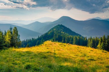 Son gün ışığında parlayan dağ tepelerinin dramatik akşam manzarası. Ukrayna, Avrupa 'daki Karpat dağlarının taze yaz manzarası. Doğa konseptinin güzelliği