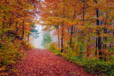 Sonbahar ormanında kırmızı yaprak. Sonbahar ormanının rengarenk sabah manzarası. Dağ ormanının sisli açık hava manzarası. Doğa konseptinin güzelliği