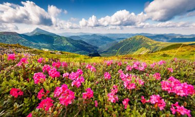 Chornogora 'da çiçek açan pembe rhododendron çiçekleri. Arka planda Hoverla, Ukrayna, Avrupa 'nın en yüksek zirvesine sahip Karpat dağlarının resimli yaz manzarası. 