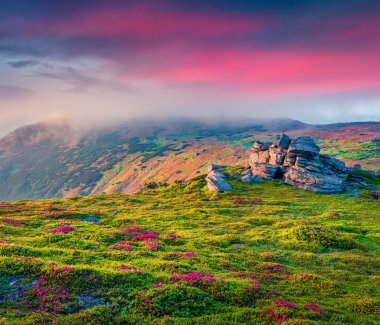 Manzara fotoğrafçılığı. Çiçek açan rhododendron tarlalarıyla puslu yaz gündoğumu. Karpat Dağları, Ukrayna, Avrupa 'da muhteşem açık hava manzarası.