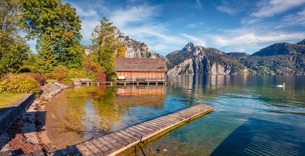 Captivating Morning View Traunsee Lake Wooden Pier White Swan Wonderful — Stock Photo, Image