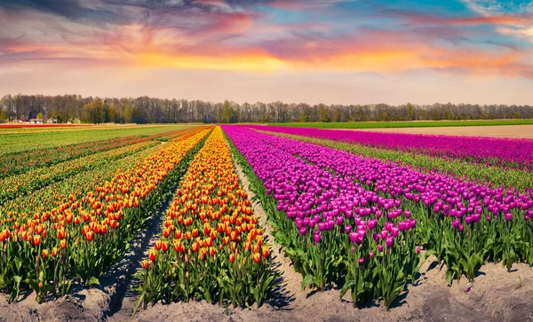 Superb Spring Sunrise Tulip Farm Rutten Town Location Fantastic Morning — Stock Photo, Image