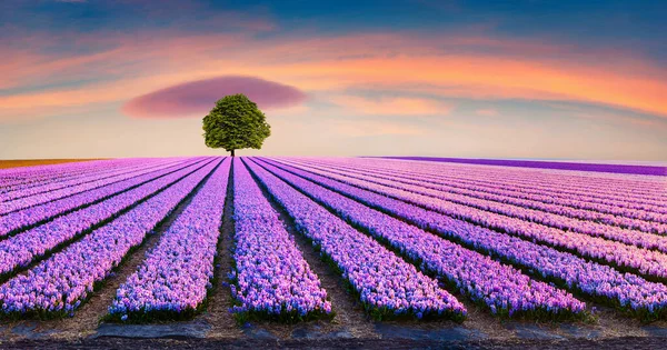 Çiçek açan sümbül çiçeklerinin arasında yapayalnız bir ağaç. Hollanda, Avrupa 'daki çiçek çiftliğinde fantastik bir sabah sahnesi. Çiftlik arazilerinde çarpıcı bir bahar gündoğumu. İşlenmiş fotoğraf sonrası sanatsal stil