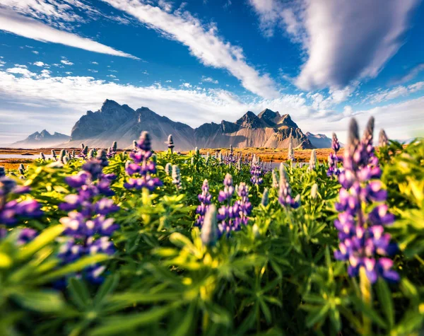 Blooming Loopine Flowers Stokksnes Cape Impressive Morning Scene Iceland Vestrahorn — Stock Photo, Image