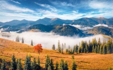 Carpathian dağlarının uçan insansız hava aracının sabah manzarası. Dağ Vadisi 'nin sisli sonbahar sahnesi. Ukrayna kırsalının açık hava manzarası. Peyzaj fotoğrafçılığı. 