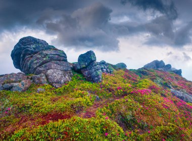 Çiçek açan rhododendron çiçekleriyle dramatik yaz manzarası. Karpat Dağları, Ukrayna, Avrupa 'da muhteşem bir açık hava manzarası. Doğa konseptinin güzelliği.