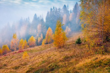 Manzara fotoğrafçılığı. Dağ ormanlarında alçak bulut bulutu. Karpatya dağlarının kasvetli sonbahar manzarası. Dağ Vadisi 'nin muhteşem sabah manzarası. 