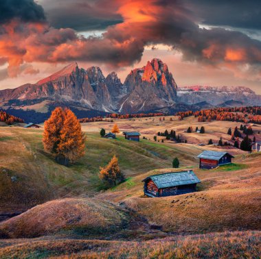 Arka planda güzel sarı karaçam ağaçları ve Langkofel (Sassolungo) dağları olan Alpe di Siusi dağının muhteşem yaz manzarası. Dolomite Alpleri, Ortisei, İtalya 'da muhteşem sonbahar gündoğumu.