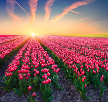Çiçek açan lale tarlalarının bahar manzarası nefes kesici. Hollanda kırsalının muhteşem sabah manzarası. Doğa konseptinin güzelliği. İşlenmiş fotoğraf sonrası sanatsal stil