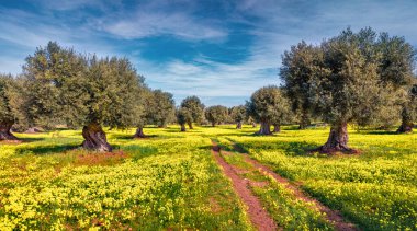 Güneşli bir zeytin bahçesi sahnesi. Sicilya, İtalya ve Avrupa 'nın muhteşem bahar manzarası. Doğa konseptinin güzelliği.