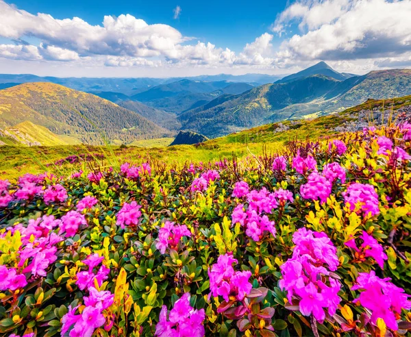 Fantástica Vista Verão Flores Rododendro Rosa Florescendo Nas Colinas Montanha — Fotografia de Stock