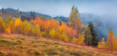 Karpat Dağları 'nın panoramik sonbahar manzarası, Ukrayna, Avrupa. Mountain Valley 'in sakin sabah manzarası. Doğa konseptinin güzelliği.