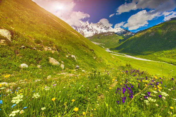Blooming flowers in the mountain. 