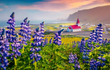 Manzara fotoğrafçılığı. Arka planda Reynisdrangar ve Vik 'in bulunduğu Vikurkirkja kilisesinin büyüleyici sabah manzarası. Lupin çiçeklerinin açtığı İzlanda 'nın mükemmel yaz manzarası..