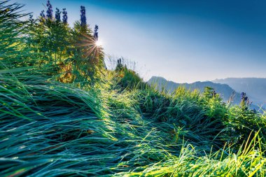 Furchetta dağının yamaçlarında taze yeşil çimenler. Büyüleyici yaz sahnesi Funes Valley, Puez Odle Ulusal Parkı, Dolomite Alpleri, Bolzano ili, Güney Tyrol, İtalya, Avrupa.