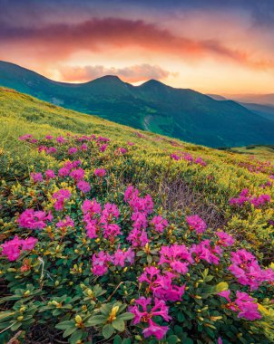Muhteşem bir yaz manzarası. Karpatlar tepelerinde çiçek açan pembe rhododendron çiçekleri. Karpatlar 'da yaz günbatımında arka planda Homula Dağı, Ukrayna, Avrupa. 