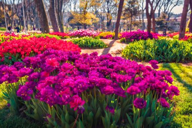 Gulhane (Rosehouse) parkında çiçek açan mor lale çiçeklerinin muhteşem sabah manzarası. İstanbul, Türkiye, Avrupa 'nın çekici açık hava sahnesi. Şehir parkının güneşli sabah manzarası.