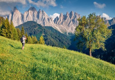 Güzel bir yaz manzarası. Fotoğrafçı, dağ mandallarının fotoğrafını çeker. İtalya 'nın St. Magdalena köyündeki Odle Group dağlarının eteklerindeki çiçek açan Alp çayırlarının arasında bir turist..