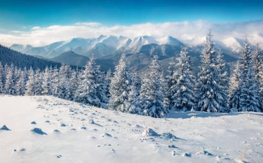 Güzel kış manzarası. Dağ Vadisi 'nin soğuk kış manzarası. Karpat dağlarında karla kaplı firavun ağaçları. Ukrayna 'nın en yüksek zirvesiyle nefes kesici kış manzarası - Hoverla.