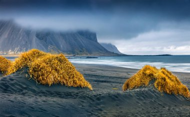 Güzel sonbahar manzarası. Siyah kum tepelerindeki yemyeşil sarı çimenler. Arka planda Vestrahorn (Batman Dağı) ile Stoksnes Pelerini 'nin dramatik sabah manzarası. İzlanda, Avrupa 'ya seyahat. 