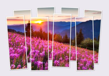 Isolated eight frames collage of picture of blooming angustifolium flowers. Splendid sunrise in Carpathian mountains at summer. Mock-up of modular photo clipart