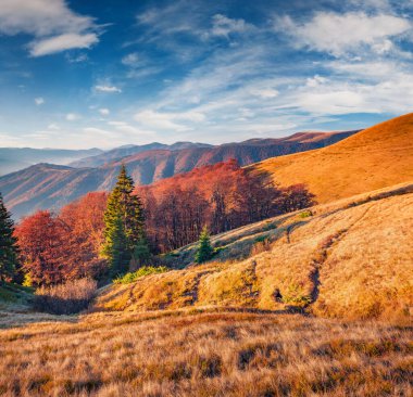 Brailka Dağı 'nın renkli sonbahar manzarası. Ukrayna, Avrupa 'daki Karpat Dağları' nın muhteşem sabah manzarası. Doğa konseptinin güzelliği