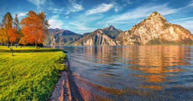 Şehir parkındaki kırmızı kayın ağacı güneş ışığıyla parlıyor. Traunsee Gölü 'nün panoramik sabah sahnesi. Avusturya Alpleri 'nin renksiz sonbahar manzarası. Traunstein' in zirvesi arka planda, Avusturya ve Avrupa.