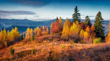 Güzel sonbahar manzarası. Carpathian dağlarının dramatik sabah manzarası. Dağ Vadisi 'nin muhteşem sonbahar sahnesi. Doğa konseptinin güzelliği. Peyzaj fotoğrafçılığı.