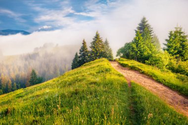 Eski kır yolu ile dağ yamacının taze yeşil manzarası. Karpatlar 'ın yaz manzarası, Stebnyi köyü, Ukrayna, Avrupa. Doğa konseptinin güzelliği.