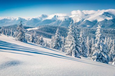 Güzel kış manzarası. Dağ Vadisi 'nin açık hava manzarası. Karpat dağlarında karla kaplı firavun ağaçları. Güneşli kış manzarası Pip Ivan zirvesi, Ukrayna, Avrupa.