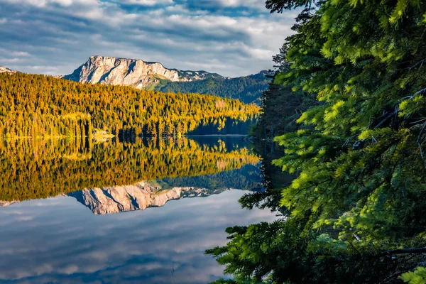 Kara Göl 'ün muhteşem sabah manzarası, köknar dallı Crno Jezero. Karadağ 'ın Zabljak kenti Durmitor Nacionalni Park' ın muhteşem yaz manzarası. Seyahat konsepti arka planı