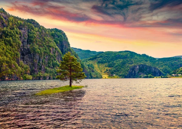 Hermoso Paisaje Verano Árbol Solitario Pequeña Isla Lago Suldalsvatnet Maravillosa — Foto de Stock