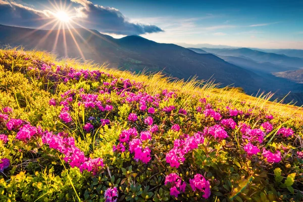 Hermoso Paisaje Verano Florecientes Flores Rododendro Rosa Gama Chornogora Dramática — Foto de Stock