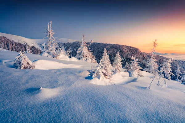 Incrível Nascer Sol Inverno Vale Montanha Com Abetos Cobertos Neve — Fotografia de Stock