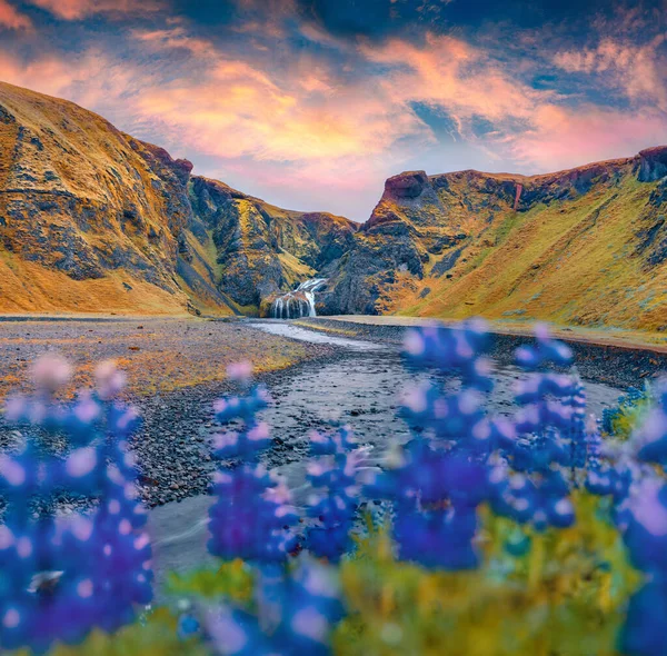 Ett Underbart Sommarlandskap Blommande Lupin Blommor Stranden Stjornarfoss Vattenfall Splendi — Stockfoto