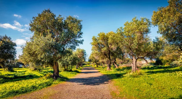 Beautiful Springscenery Colorfulmorning Scene Olive Garden Picturesque Spring View Milazzo — Stock Photo, Image