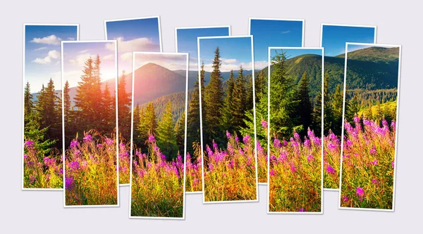Ізольовані Десять Рамок Колажу Зображення Квітучих Рожевих Квітів Гірській Долині — стокове фото