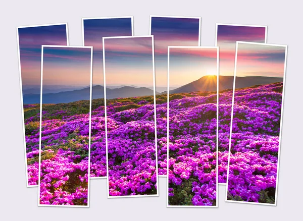 Isolé Huit Cadres Collage Image Collines Florissantes Fleurs Rhododendron Adorable Photos De Stock Libres De Droits