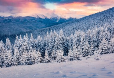 Karpat dağlarında inanılmaz bir gün doğumu. Avrupa, Ukrayna 'daki dağ ormanlarında taze kar ve köknar ağaçları. Güzel kış manzarası. 