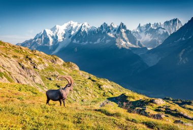 Mont Blanc (Monte Bianco) arka planında Alpine Ibex (Capra Ibex). Vallon de Berard Doğa Koruma Alanı, Chamonix Konumu, Graian Alpleri, Fransa ve Avrupa 'nın etkileyici yaz sahnesi. 