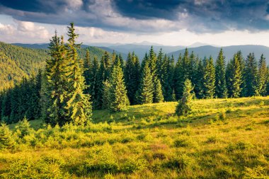 Güzel bir yaz manzarası. Karpatya dağlarında dramatik bir yaz akşamı. Dağ Vadisi 'nin muhteşem manzarası. Doğa konseptinin güzelliği.