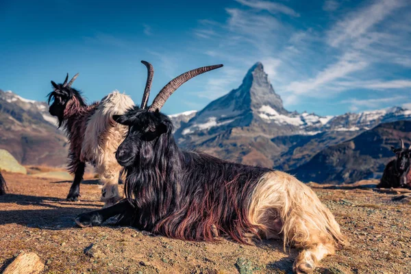 Cabras Alpinas Blancas Negras Cima Montaña Espléndida Vista Mañana Con — Foto de Stock