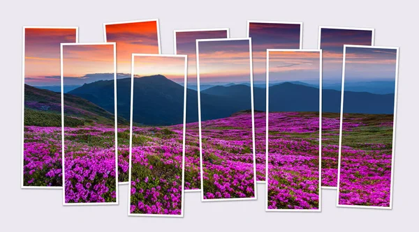 Vereinzelt Zehn Rahmen Collage Von Bild Von Blühenden Rosa Rhododendron — Stockfoto