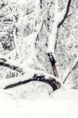 Kar altında düşen ağaçlara kış manzarası. Yoğun kar altında tehlikeli ağaçlar. Şehir caddesinde kar fırtınası. Yoğun kar yağdıktan sonra düşen ağaçlara kış manzarası.